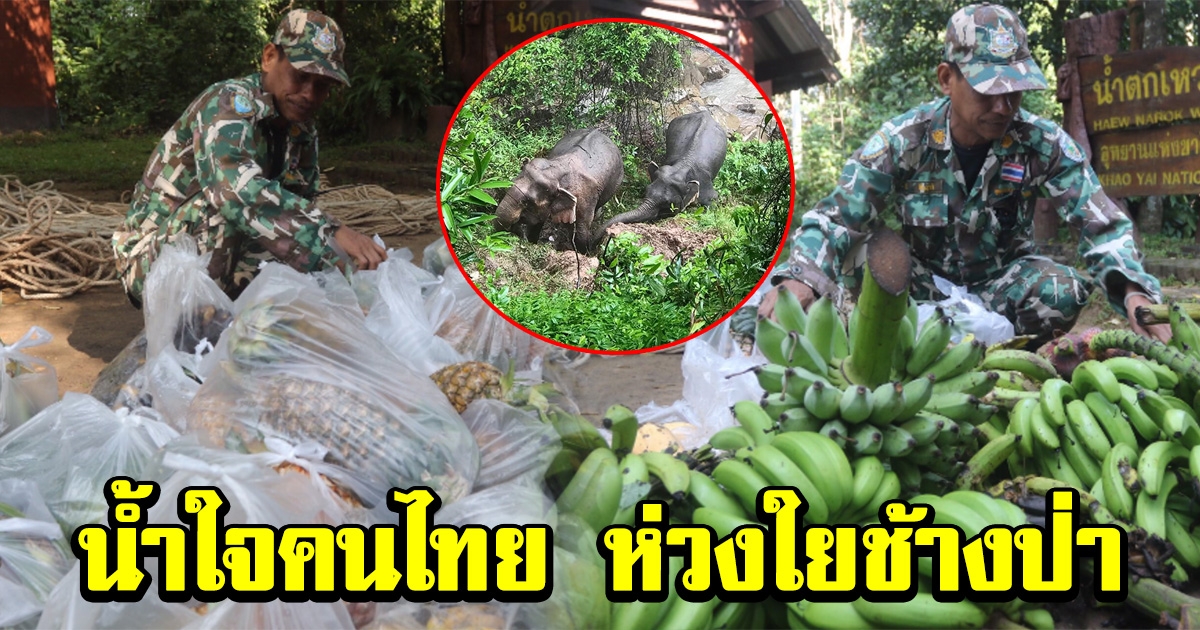 น้ำใจคนไทย ห่วงใยช้างป่า บริจาคผลไม้ให้เป็นอาหารช้าง